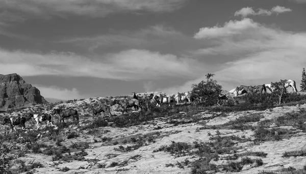 Cavalos de caravana para transportar viajantes — Fotografia de Stock