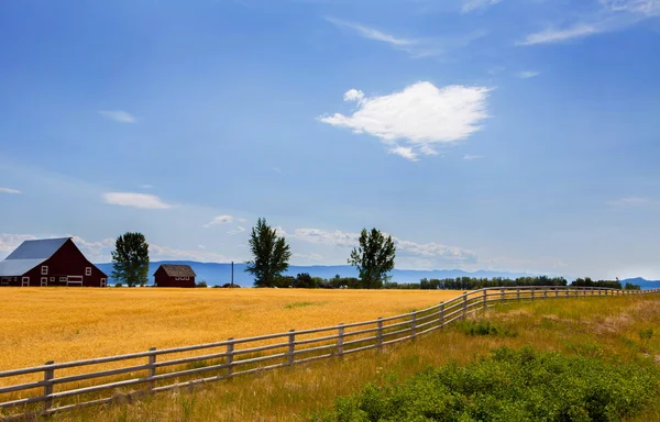 Campo de trigo con una granja —  Fotos de Stock