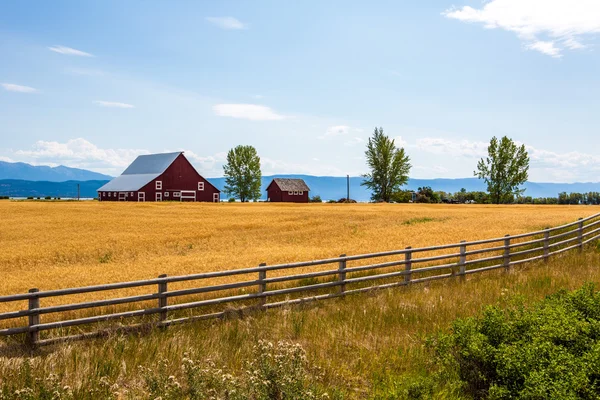 Wheat field with a farmhouse — Stock Photo, Image