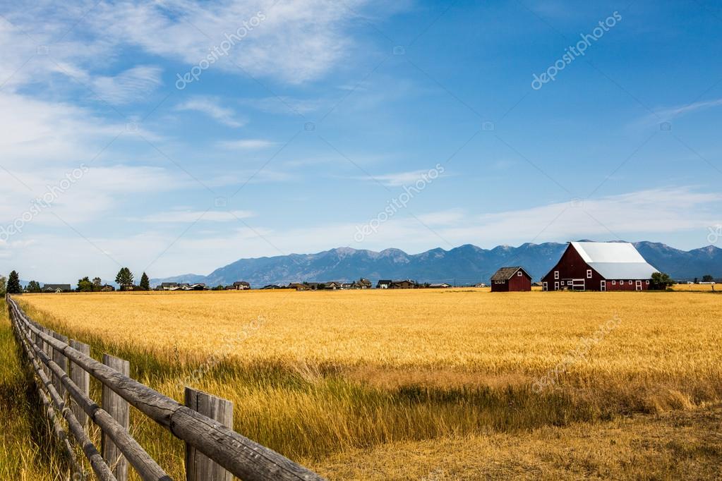 Wheat field with a farmhouse — Stock Photo © Mishella 93197732