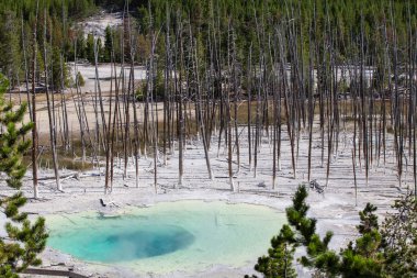 Norris Gayzer Havzası, Yellowstone Ulusal Parkı