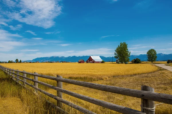 Campo de trigo con una granja — Foto de Stock