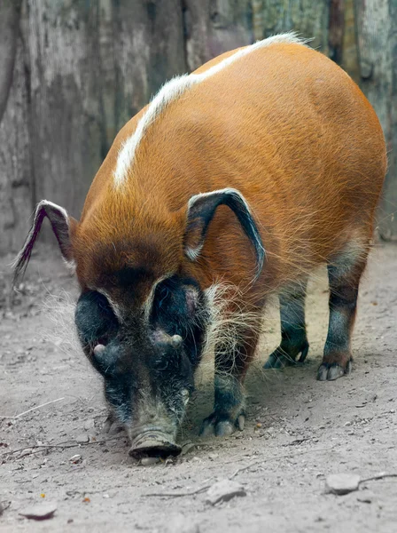 El cerdo rojo del río Potamochoerus porcus, originario de la Afr — Foto de Stock