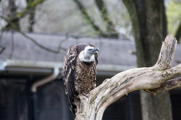 Sęp płowy (Gyps fulvus)) — Zdjęcie stockowe