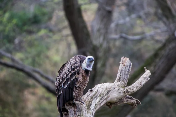 格里芬秃鹫(Gyps fulvus)) — 图库照片