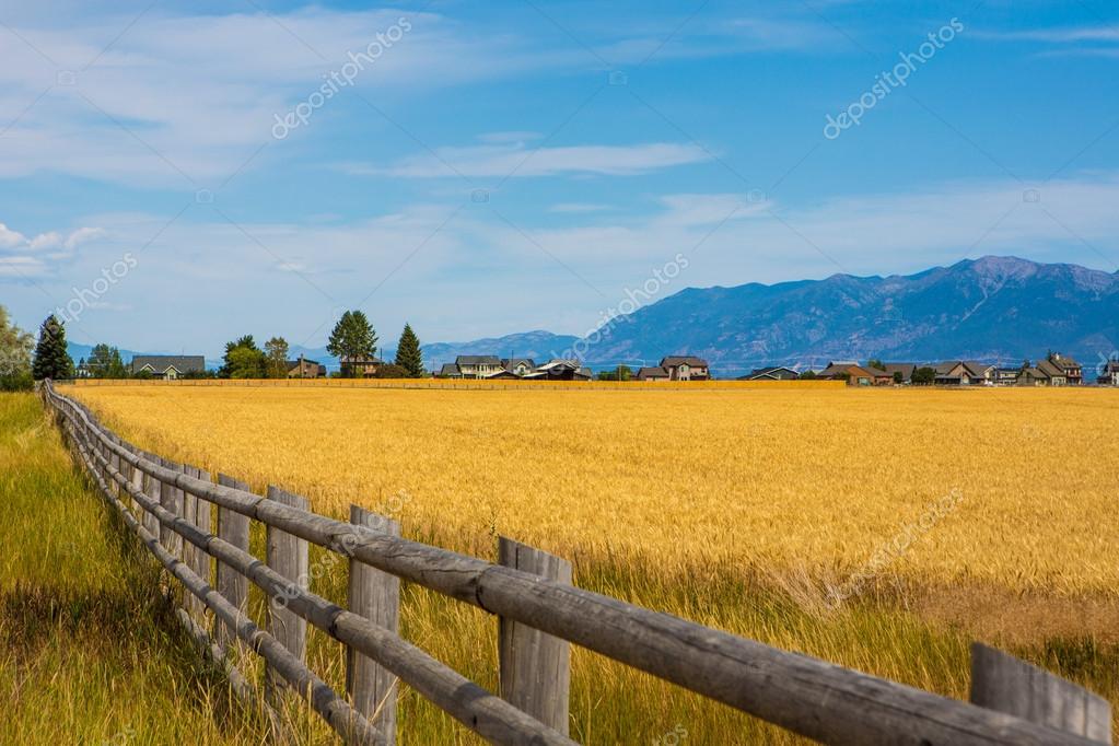 Wheat field with a farmhouse — Stock Photo © Mishella 93201346