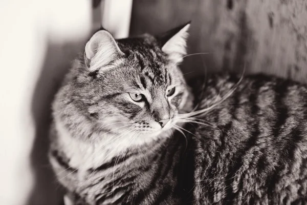 S γάτα Σιβηρίας — Φωτογραφία Αρχείου