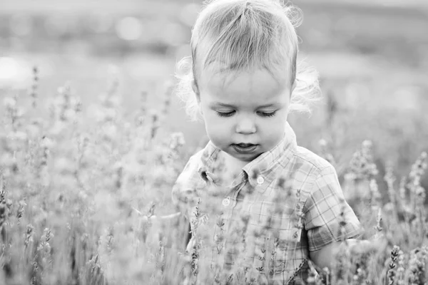 Pojke Fältet Lavendel Sommaren — Stockfoto