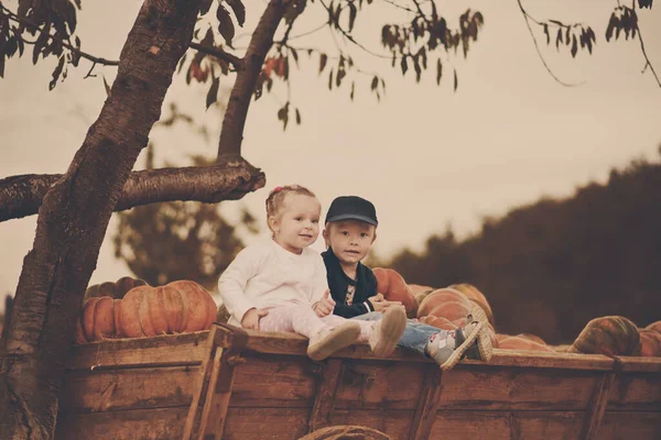 Duas Crianças Sentadas Perto Pimpkins Fazenda — Fotografia de Stock