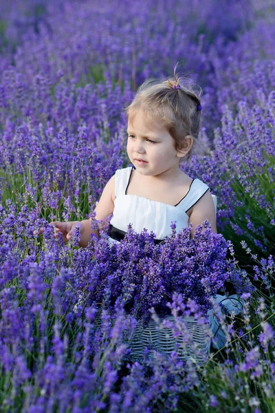 Flicka i lavendel fält — Stockfoto