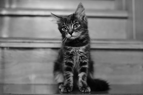 Ένα μικρό τιγρέ γατάκι — Φωτογραφία Αρχείου