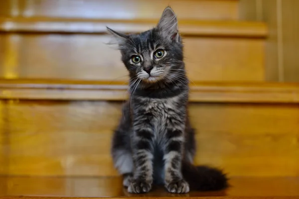 Um gatinho de mesa — Fotografia de Stock