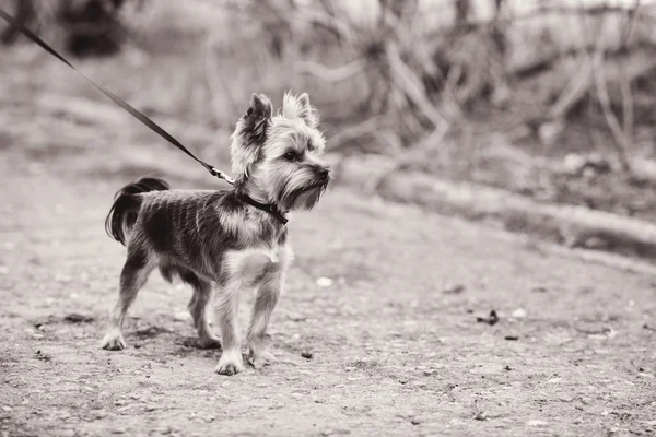 Yorkshire Terrier på promenad — Stockfoto