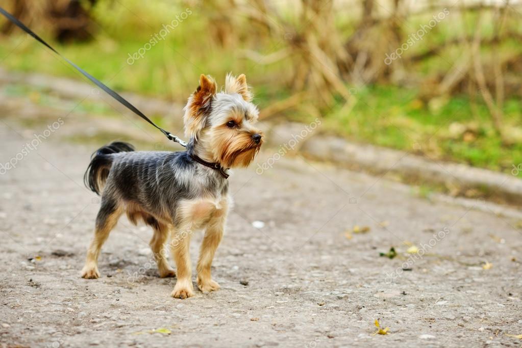 Yorkshire Terrier on the walk — Stock Photo © Reanas 93164636