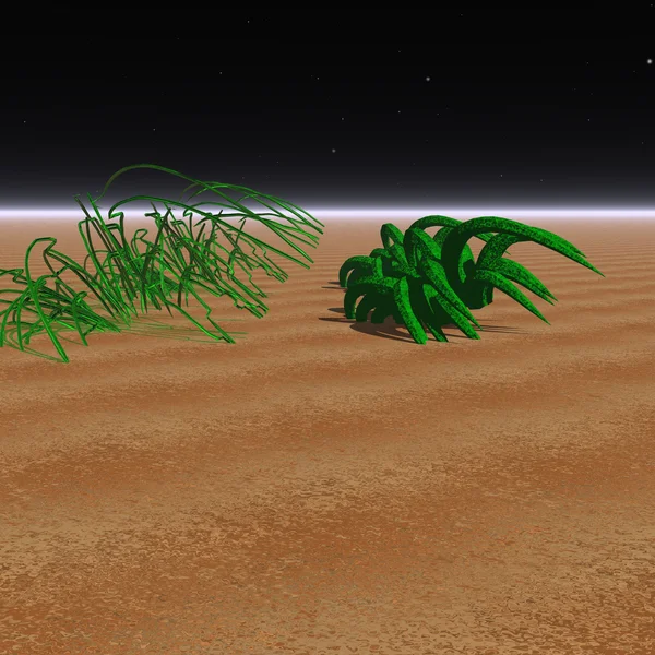 A fantasztikus sivatagban rejtélyes növények — Stock Fotó