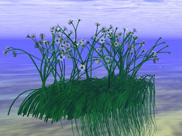 3Dイラスト 藻類の茂みの中の神秘的な水中のデイジー — ストック写真