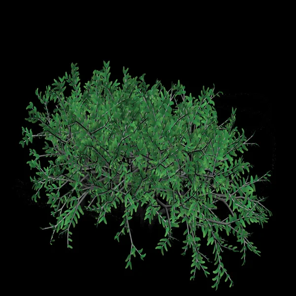 Gizemli ağaç dalları yaprakları ile