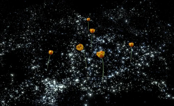 Terry tulpen in de nachtelijke hemel — Stockfoto