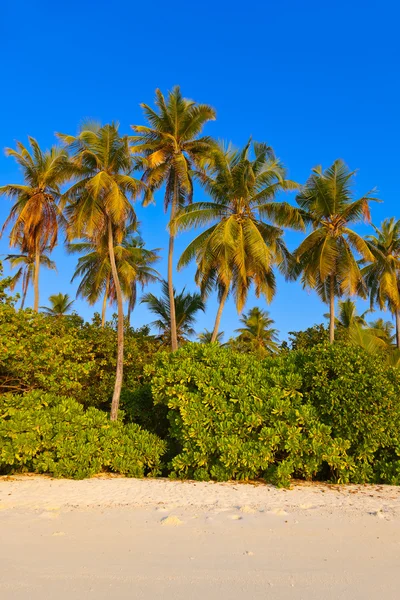 Ilha das maldivas tropicais — Fotografia de Stock