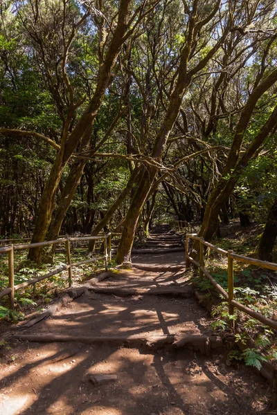 Deštný prales v la gomera ostrov - kanárská Španělsko — Stock fotografie