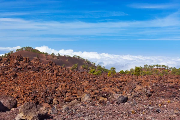 Árvores sobre nuvens no vulcão Teide na ilha de Tenerife - Canário — Fotografia de Stock