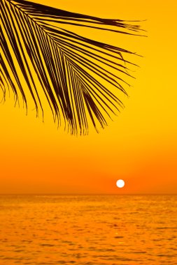 palmiye yaprağı ve gün batımı
