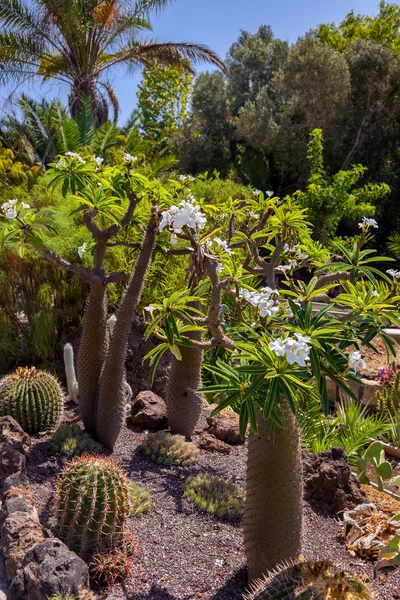 Jungle park at Tenerife Canary — Stock Photo, Image