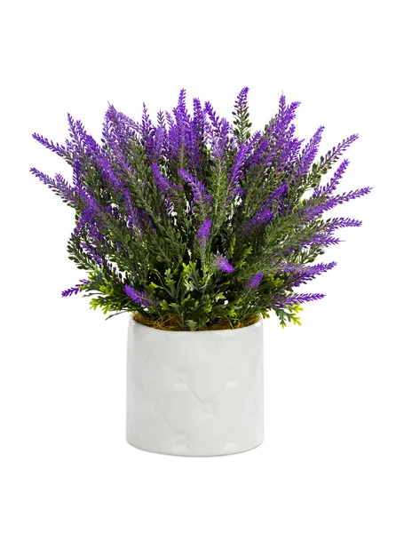 Lavanda em vaso — Fotografia de Stock