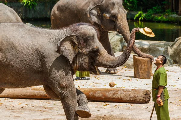 SINGAPORE - APRIL 14: Elephant show in Singapore zoo on April 14 — Stock Photo, Image