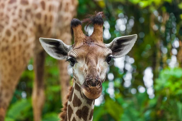 Žirafa v parku - zvířecí pozadí — Stock fotografie