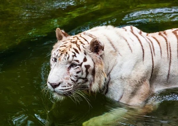 Fehér tigris a vízben — Stock Fotó