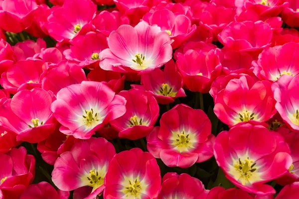 Çiçek - doğa çiçek arka plan