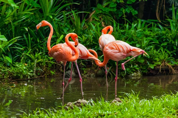 Pembe flamingo Parkı — Stok fotoğraf