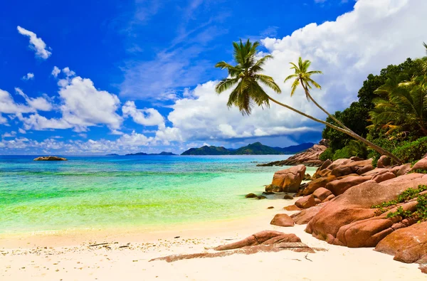 Palms on tropical beach — Stock Photo, Image