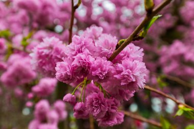 Sakura çiçek - doğa arka plan