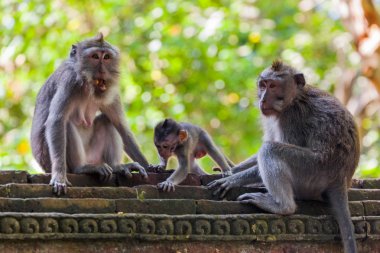 Maymun orman Park Ubud - Bali Endonezya