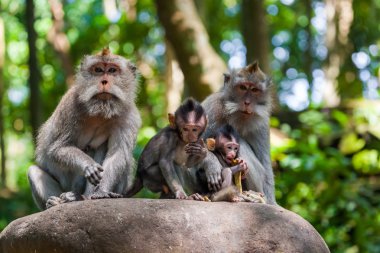 Maymun orman Park Ubud - Bali Endonezya