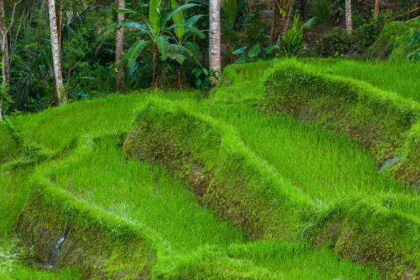 Campos de arroz Jatiluwih - Bali island Indonesia — Fotografia de Stock