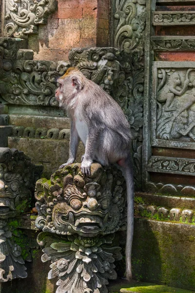 Mono en parque forestal en Ubud - Bali Indonesia — Foto de Stock