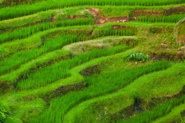 Alanları Jatiluwih - Bali Adası Endonezya pirinç