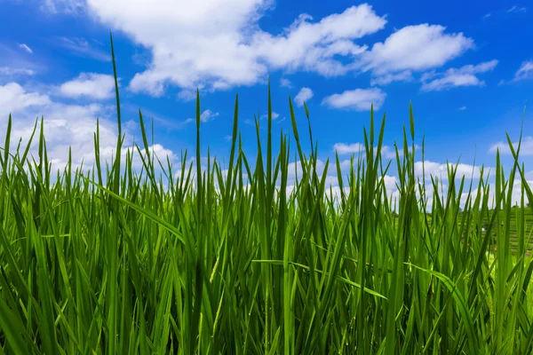 Gräs och mulen himmel — Stockfoto