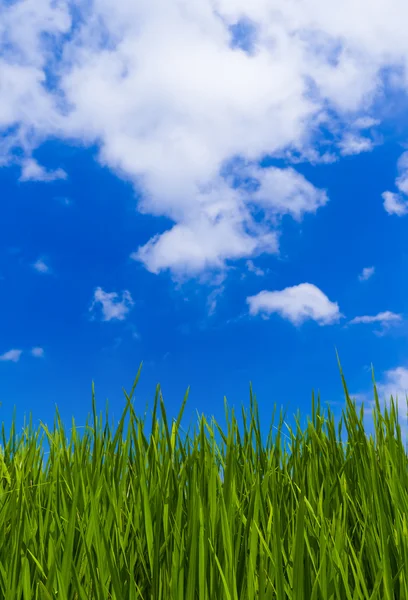 Gräs och mulen himmel — Stockfoto