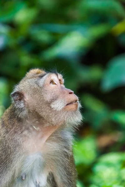 Macaco no parque florestal em Ubud - Bali Indonesia — Fotografia de Stock