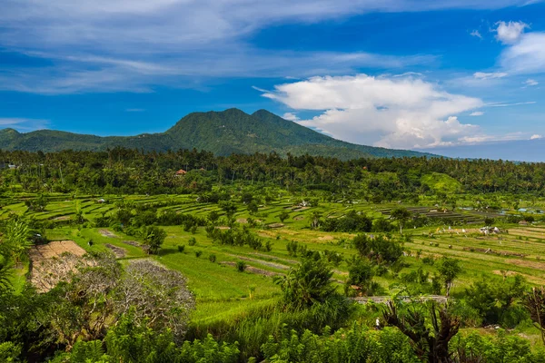 Campos de arroz - Ilha de Bali Indonésia — Fotografia de Stock