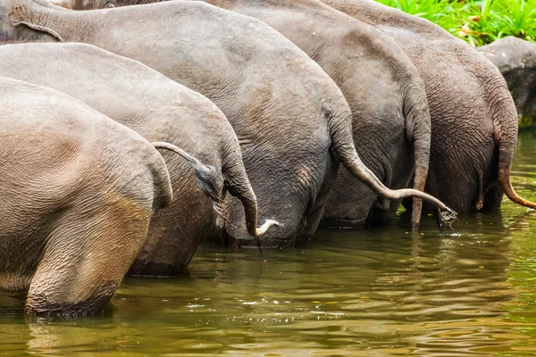 Elephants in water — Stock Photo, Image