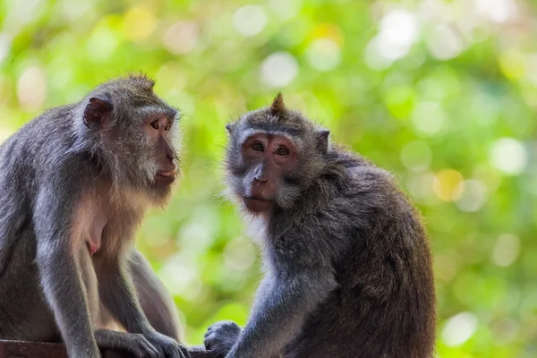 Maymun orman Park Ubud - Bali Endonezya — Stok fotoğraf