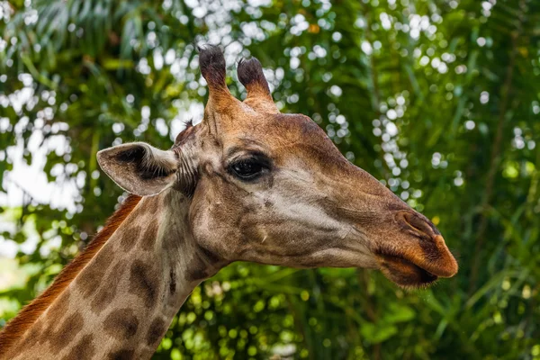 Giraffe in park - animal background — Stock Photo, Image