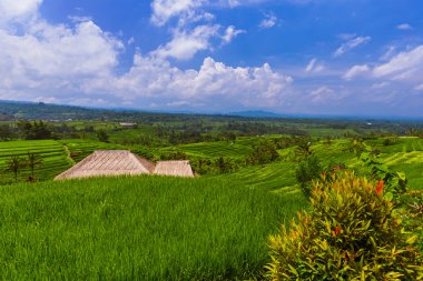 Pirinç tarlaları - Bali Adası Endonezya