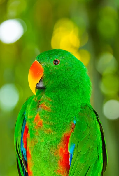 Parrot in Bali Island Indonesia — Stock Photo, Image