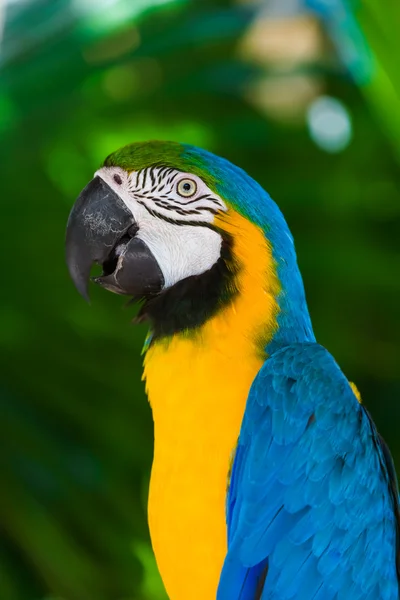 Попугай на острове Бали — стоковое фото